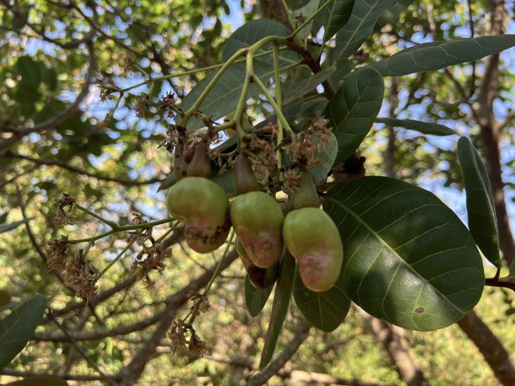 Hạt Điều Bình Phước
