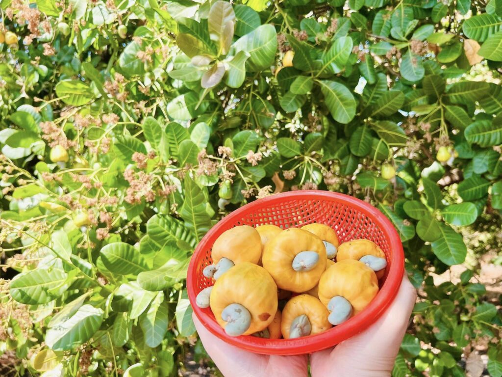 Cây Điều Bình Phước