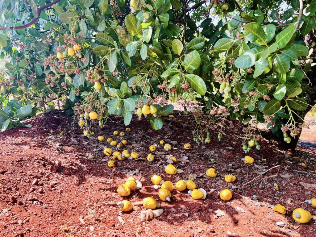 Cây Điều Bình Phước