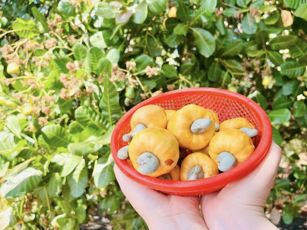 Tác dụng của Quả điều - Cây Điều Bình Phước