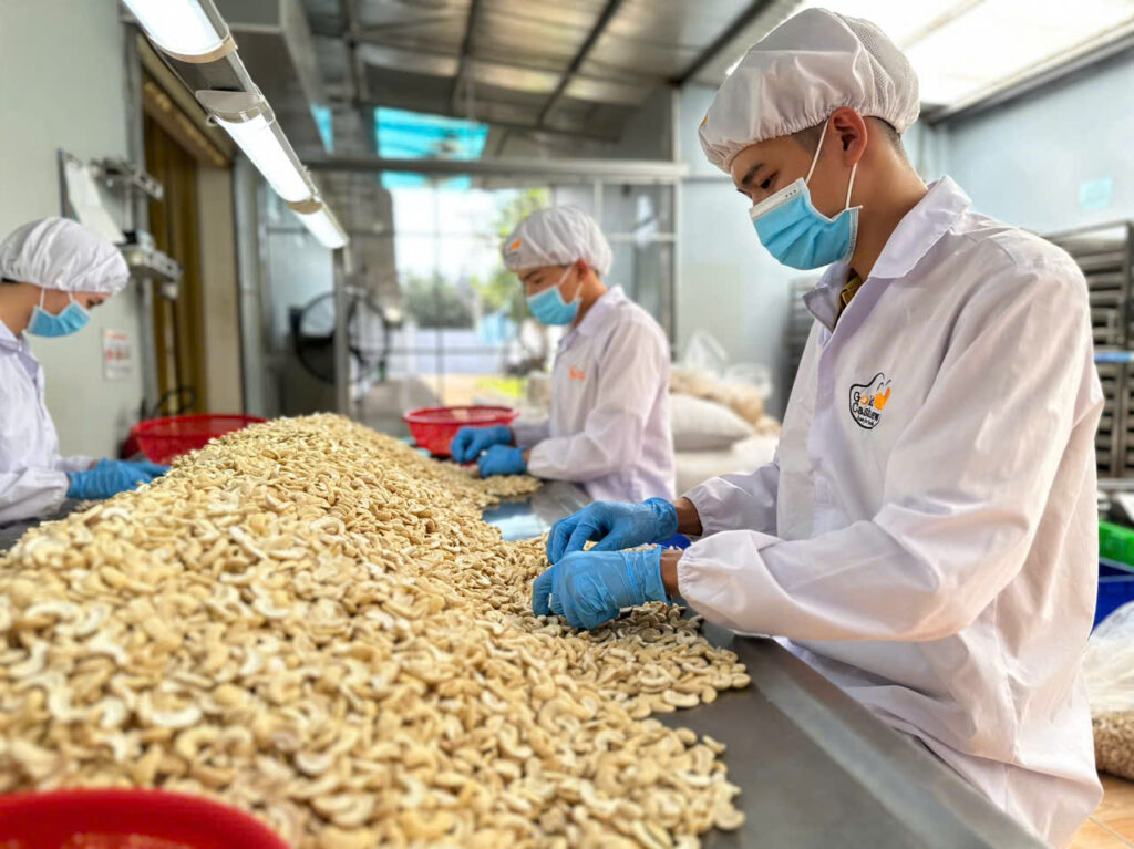 Xuất khẩu hạt Điều Bình Phước